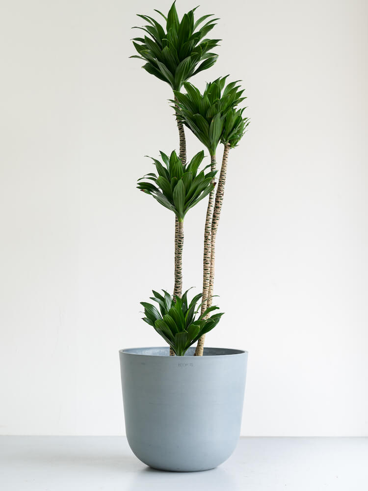 ドラセナ・デレメンシス・コンパクタ L