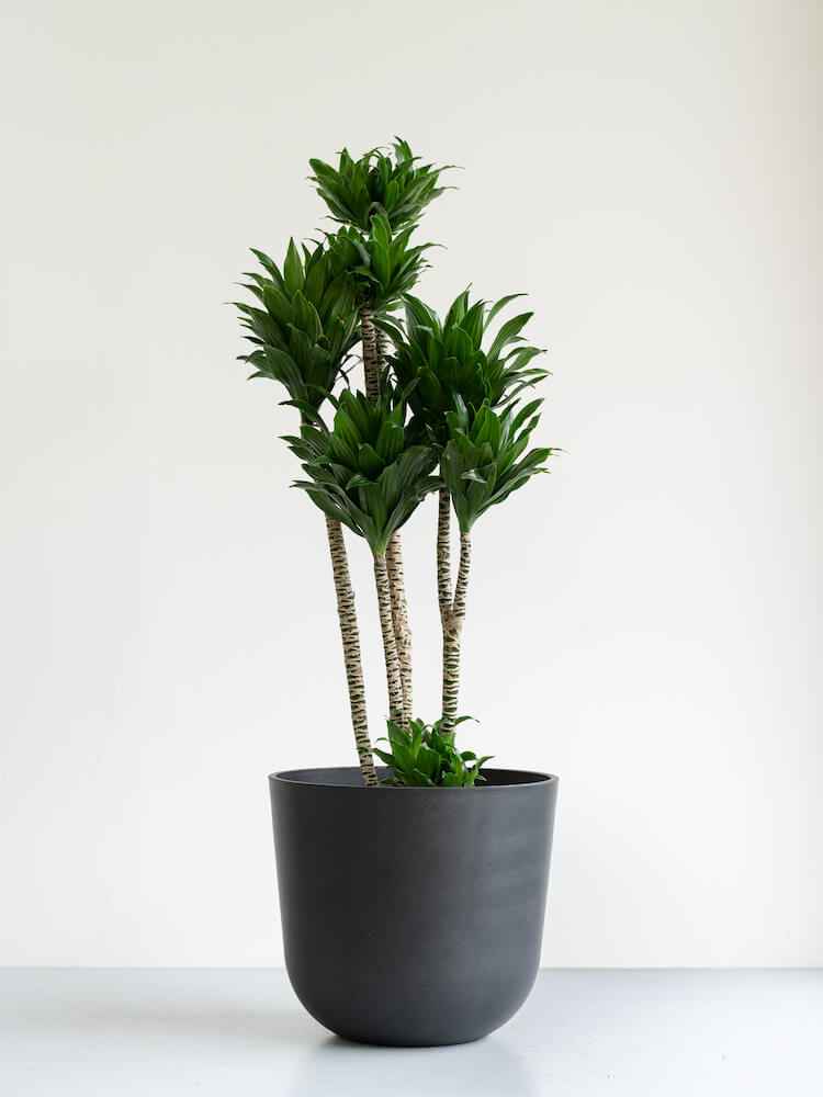 ドラセナ・デレメンシス・コンパクタ L