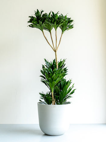 ドラセナ・デレメンシス・コンパクタ L