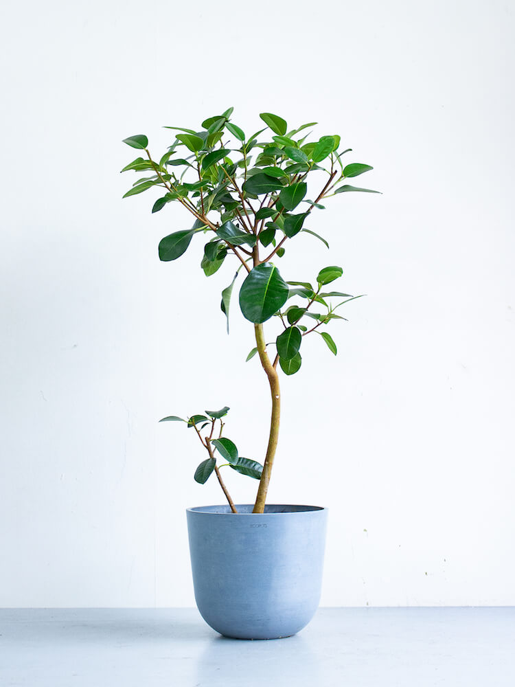 フランスゴムの木 まがり M