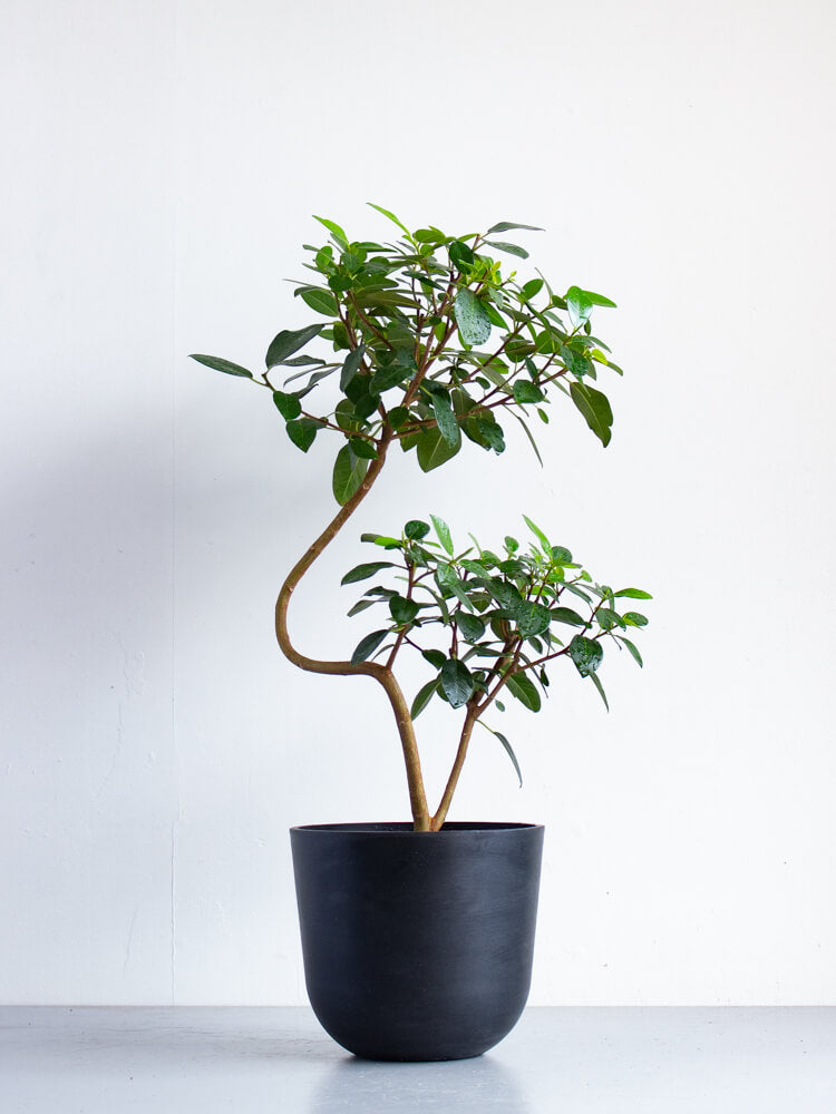 フランスゴムの木 まがり M