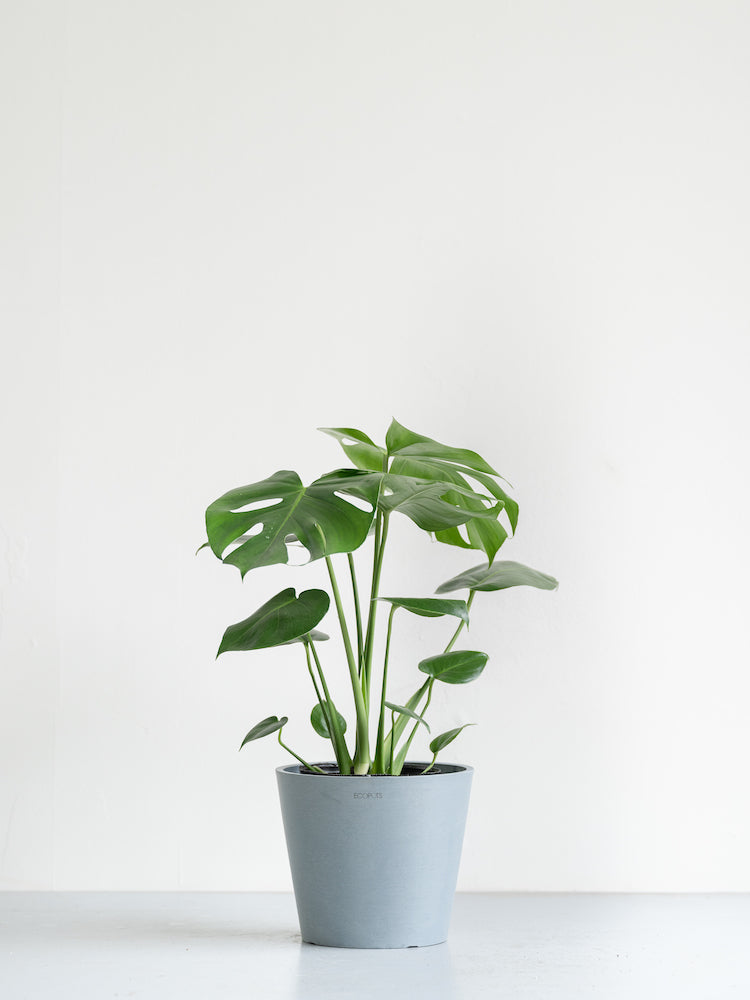 モンステラ・デリシオーサ S