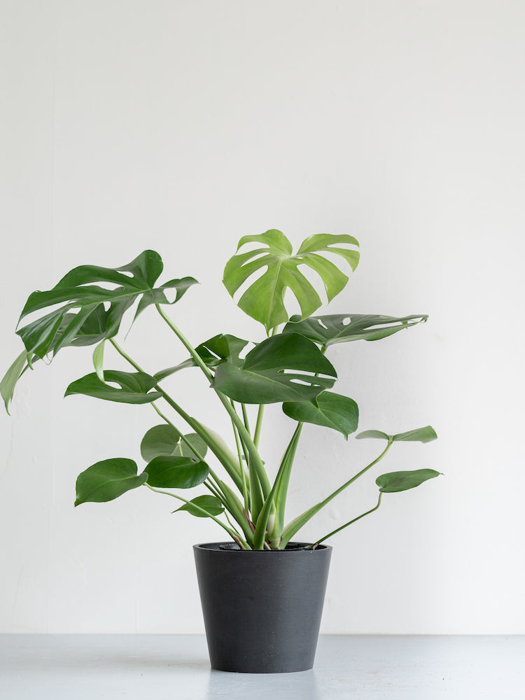 モンステラ・デリシオーサ S