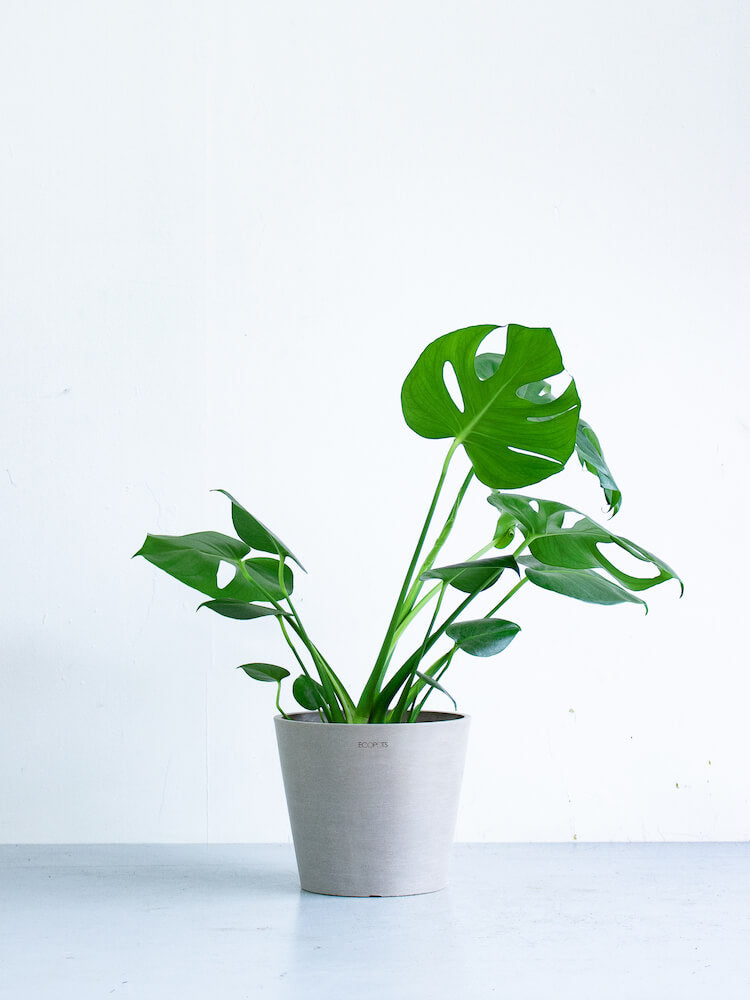 モンステラ・デリシオーサ S