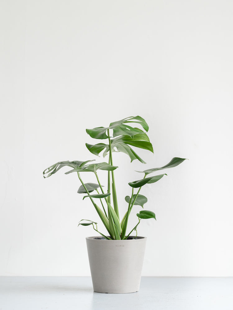 モンステラ・デリシオーサ S