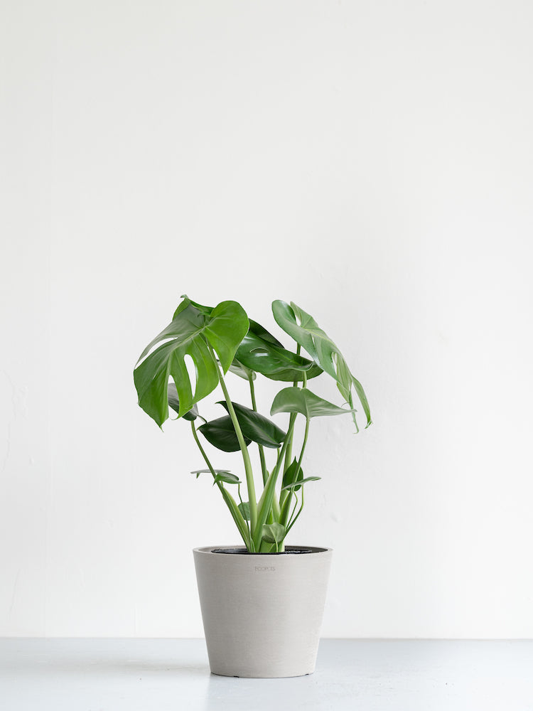 モンステラ・デリシオーサ S