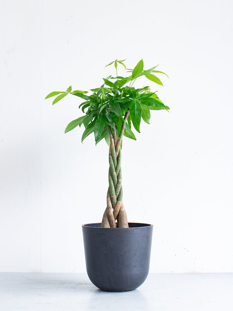 パキラ ねじり M