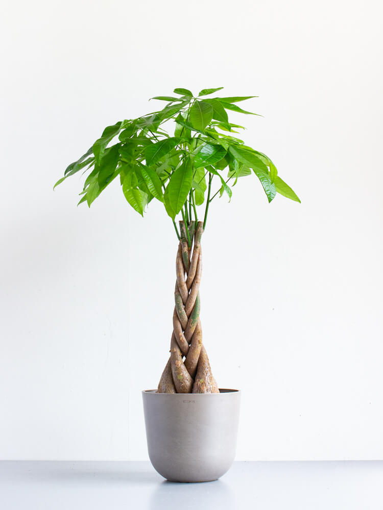 パキラ ねじり M