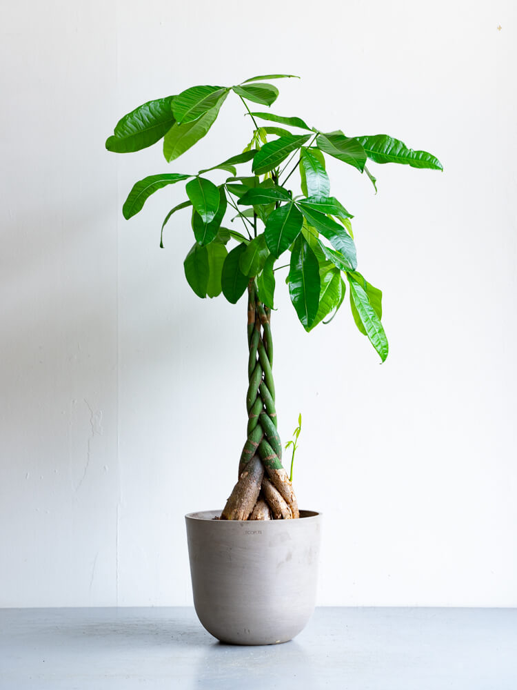 パキラ ねじり M