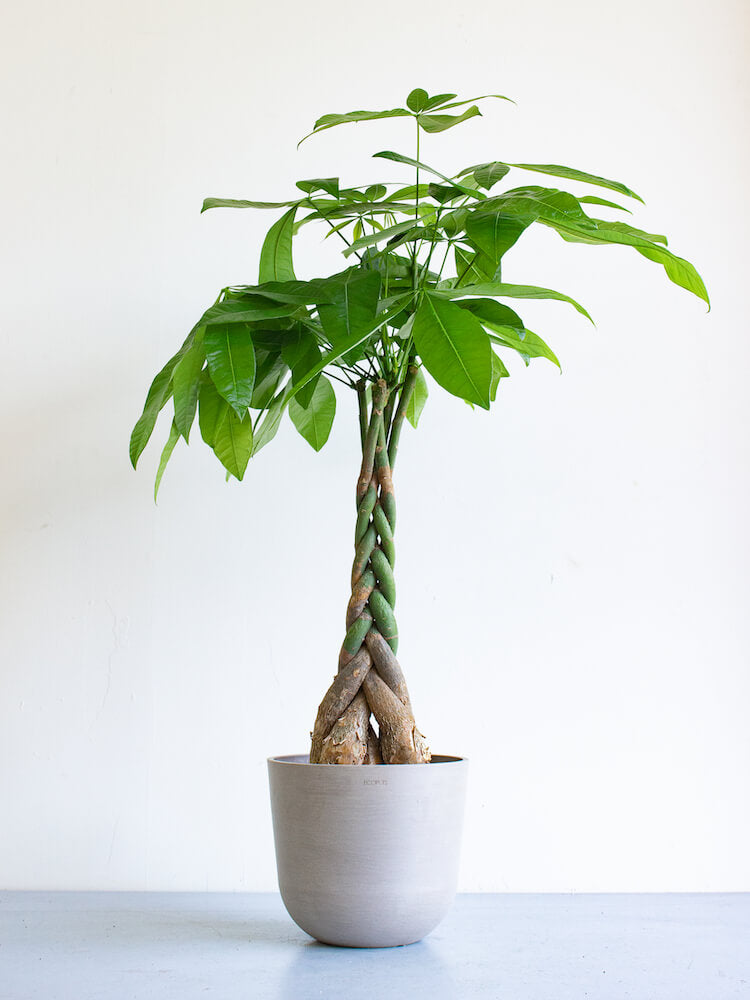 パキラ ねじり M