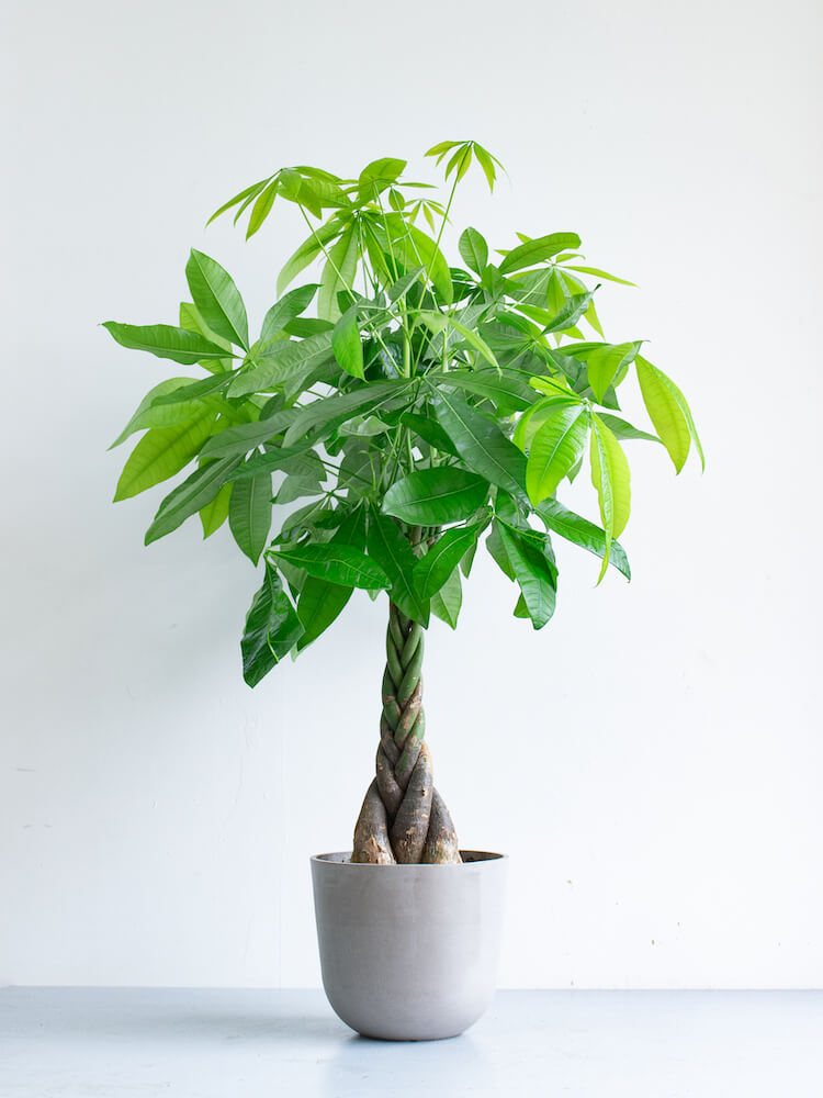 パキラ ねじり M