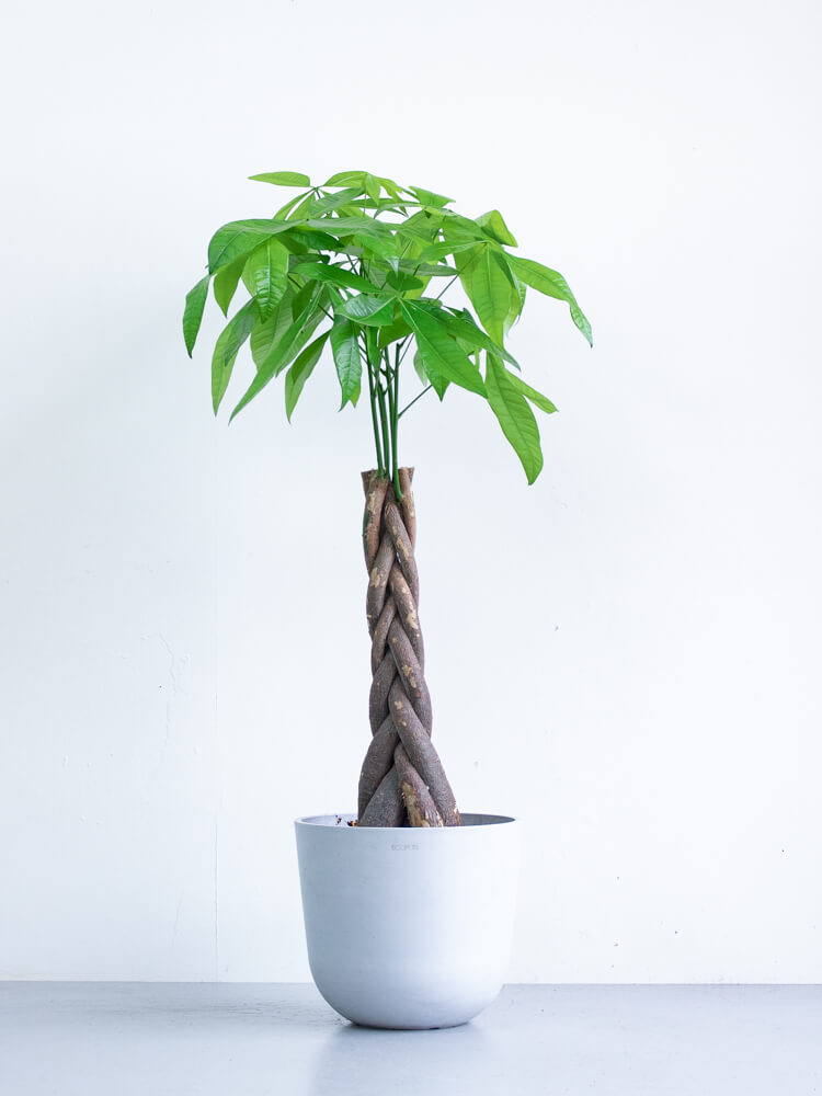 パキラ ねじり M