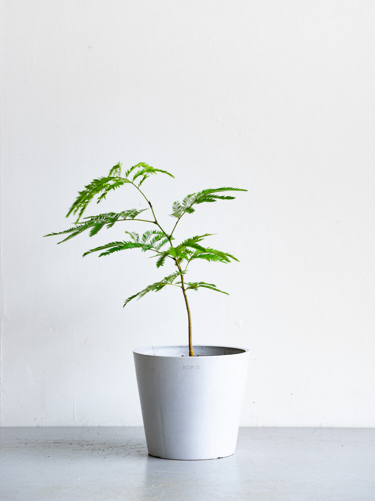 エバーフレッシュ S