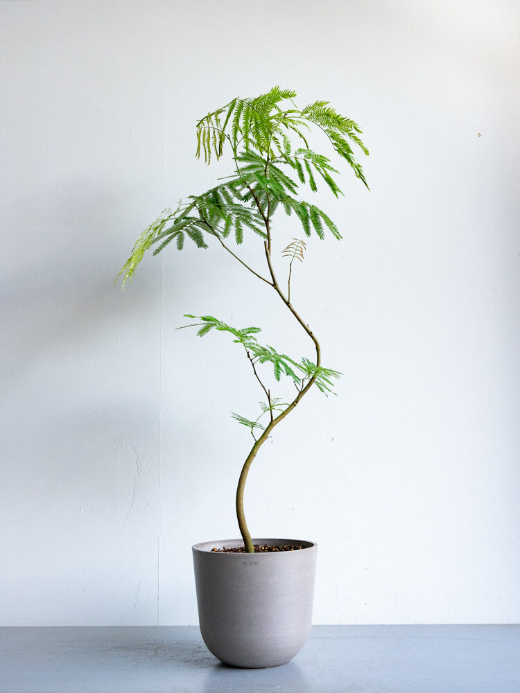 エバーフレッシュ まがり M