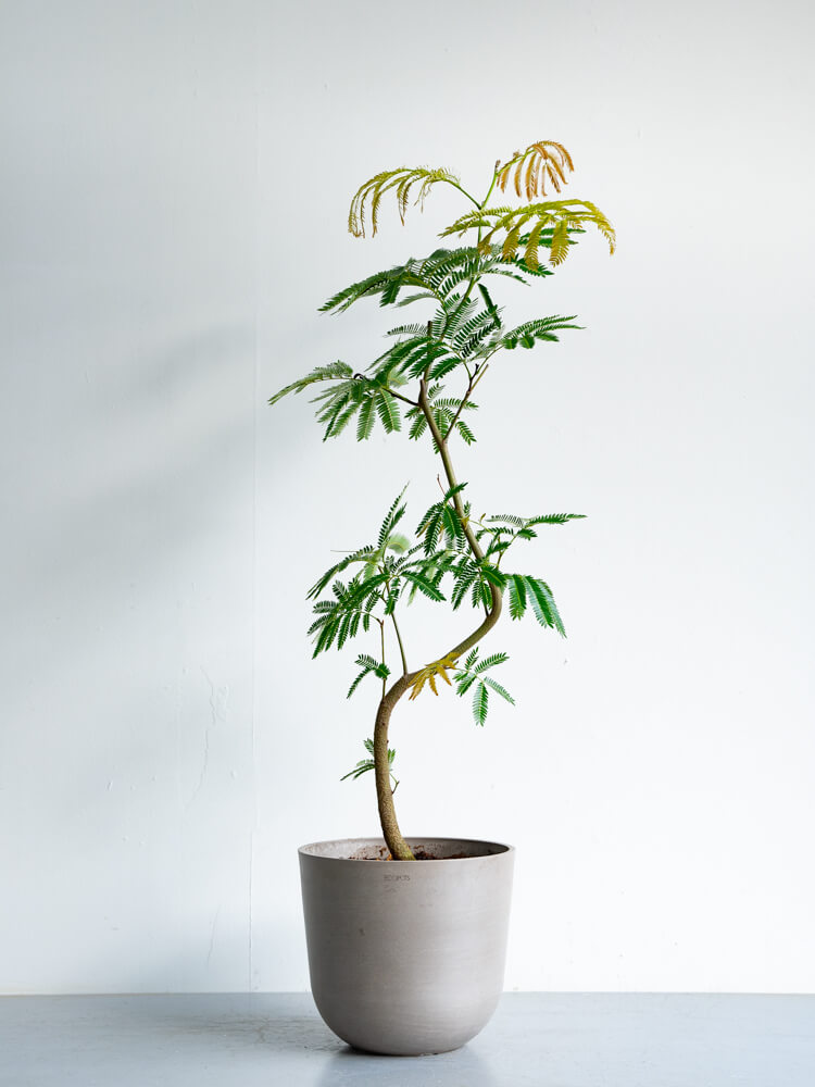 エバーフレッシュ まがり M