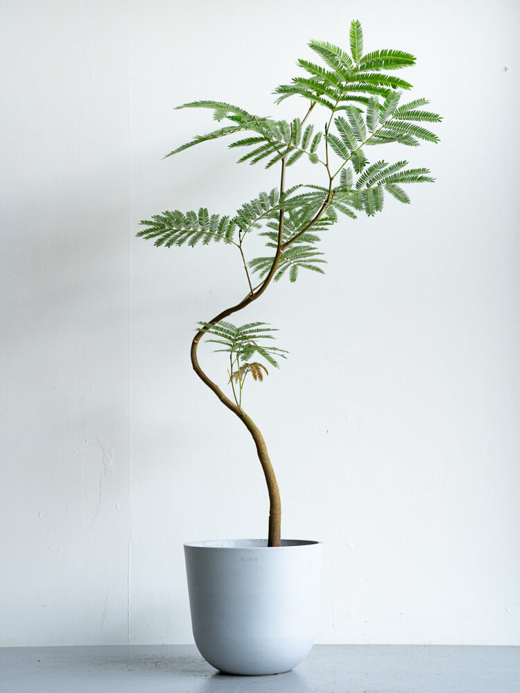 エバーフレッシュ まがり M