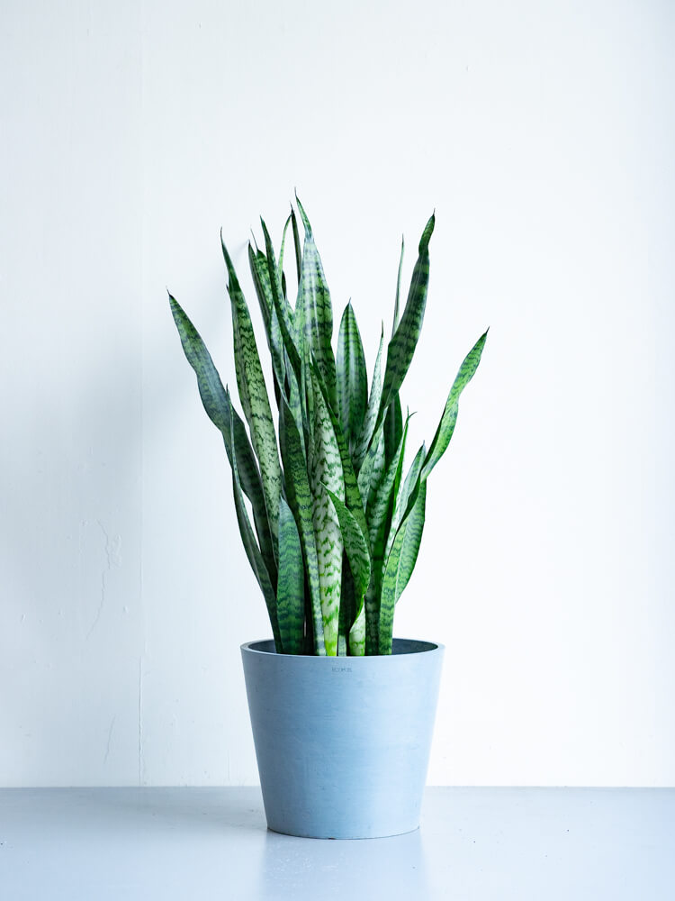 サンスベリア・ゼラニカ L