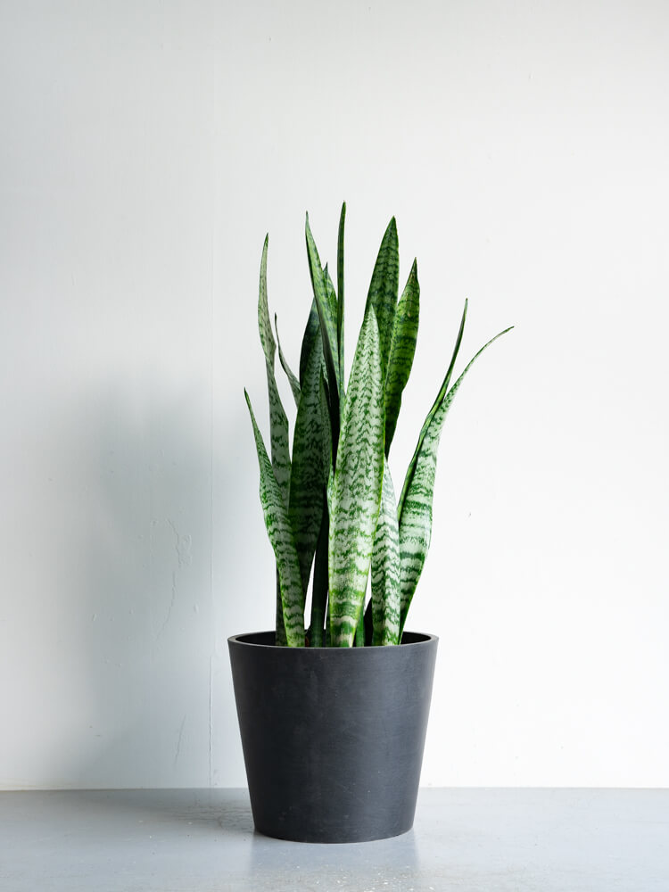 サンスベリア・ゼラニカ L