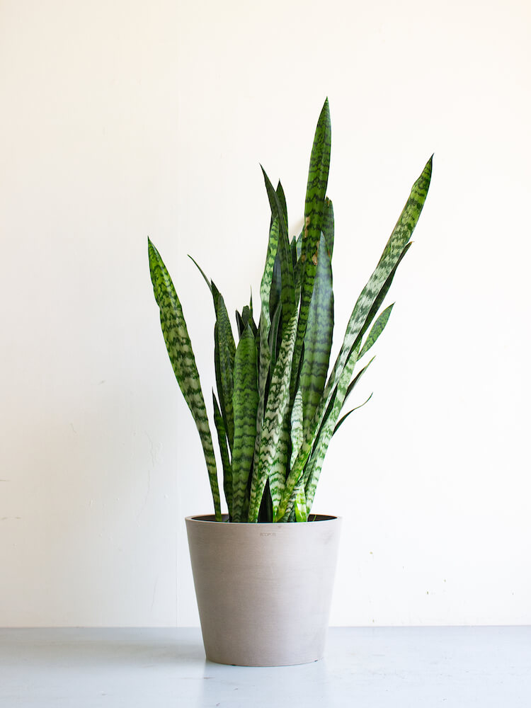 サンスベリア・ゼラニカ L