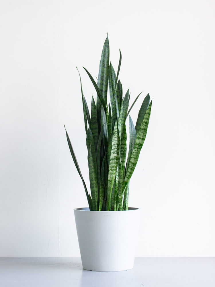 サンスベリア・ゼラニカ L