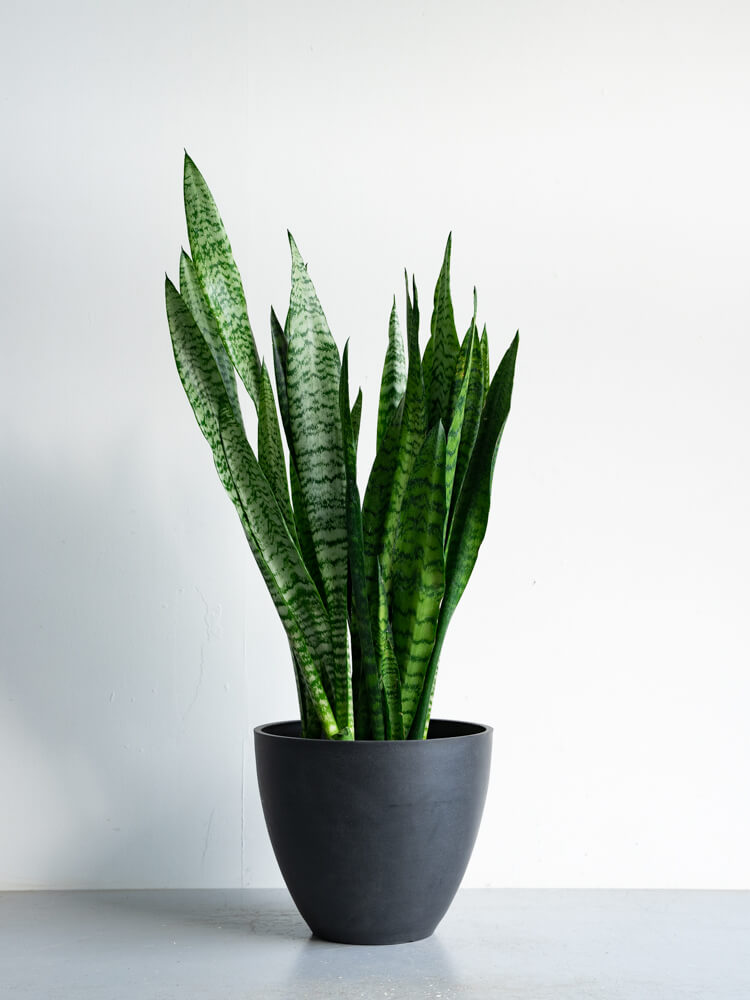 サンスベリア・ゼラニカ L