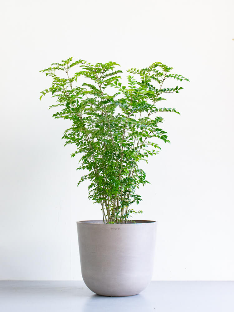 シマトネリコ L