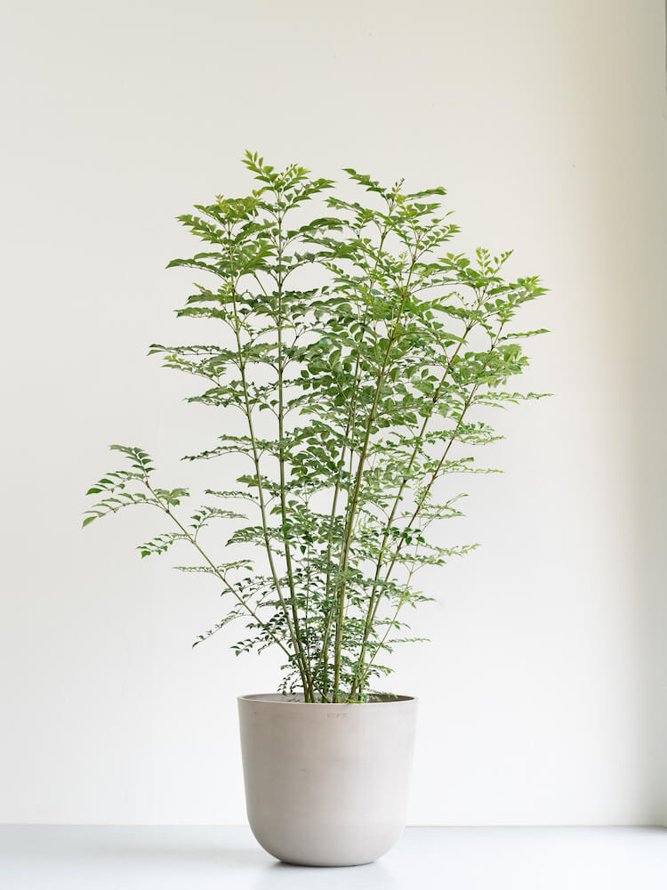 シマトネリコ L