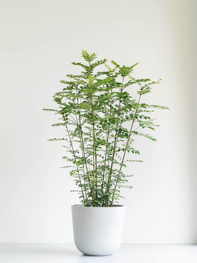 シマトネリコ L