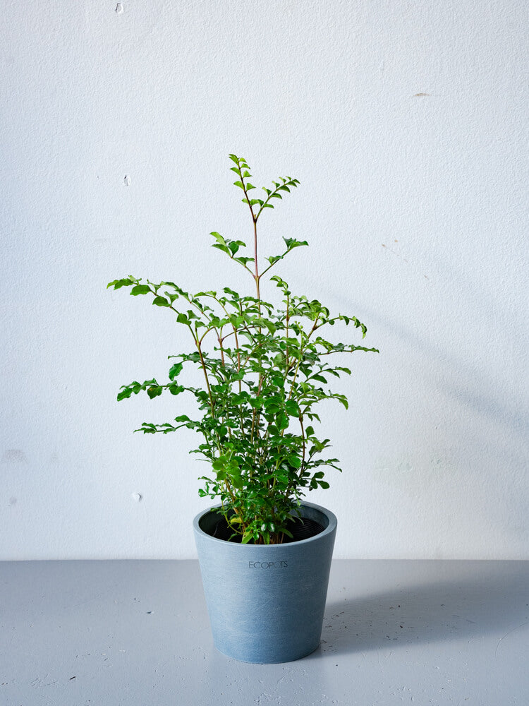 シマトネリコ Table-S