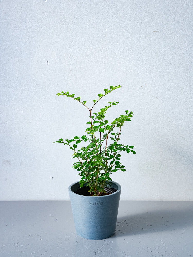 シマトネリコ Table-S