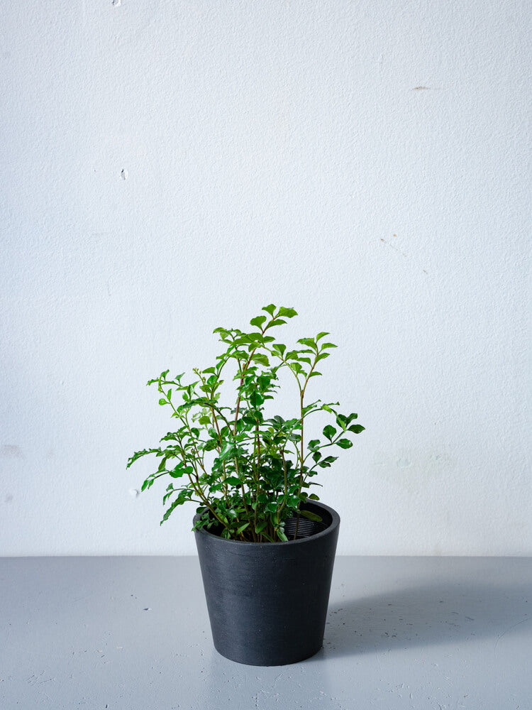 シマトネリコ Table-S