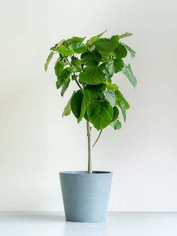 フィカス・ウンベラータ L