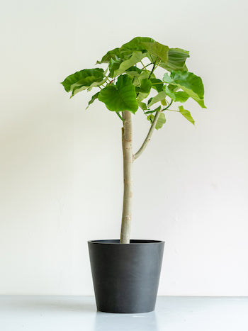 フィカス・ウンベラータ L