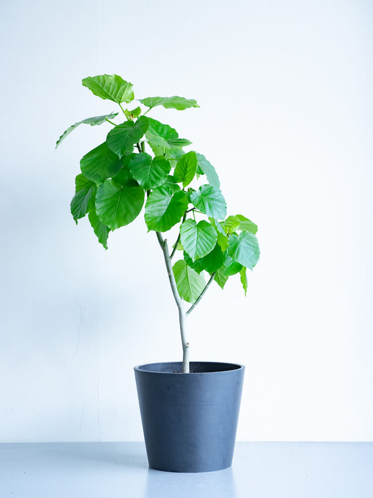 フィカス・ウンベラータ L