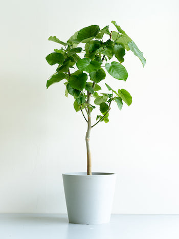 フィカス・ウンベラータ L