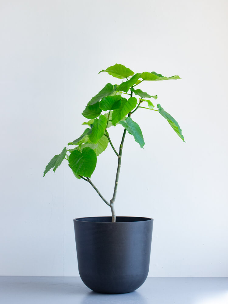 フィカス・ウンベラータ L