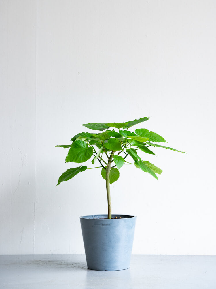 フィカス・ウンベラータ S