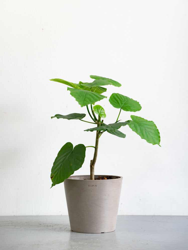 フィカス・ウンベラータ S