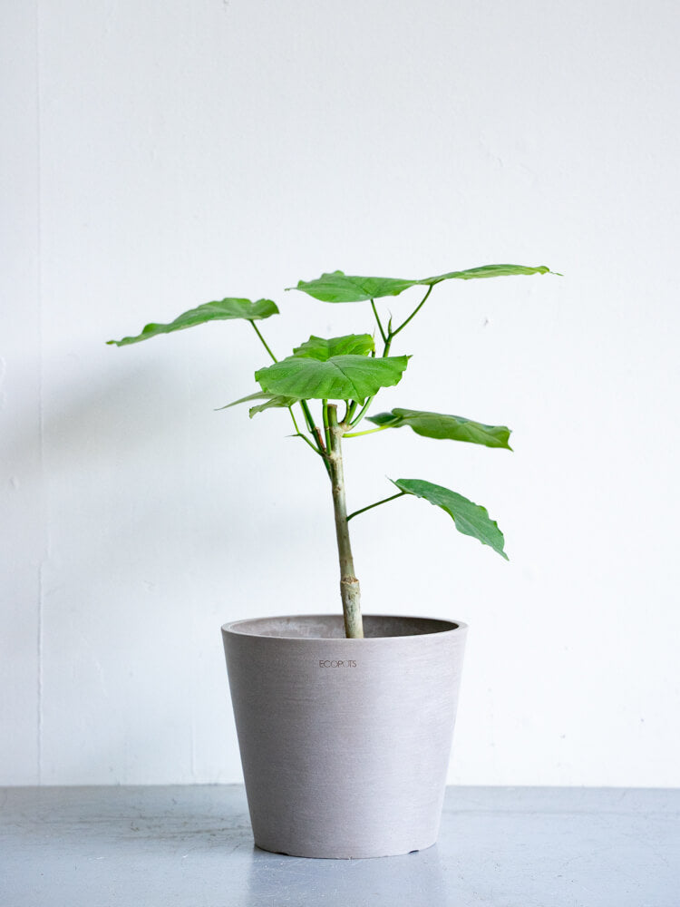 フィカス・ウンベラータ S