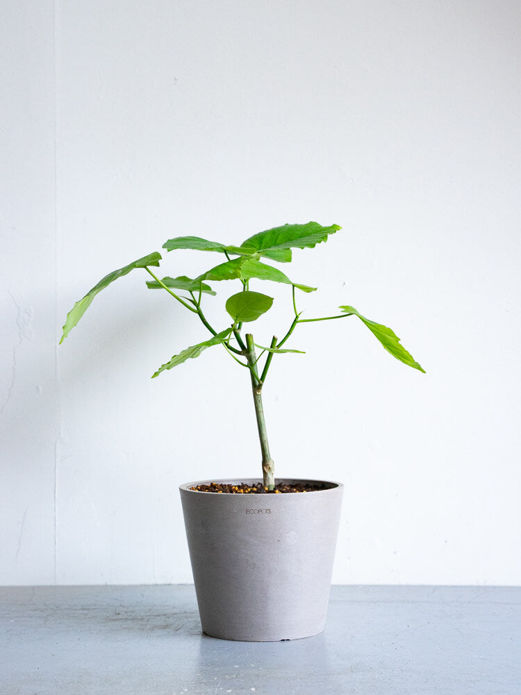 フィカス・ウンベラータ S