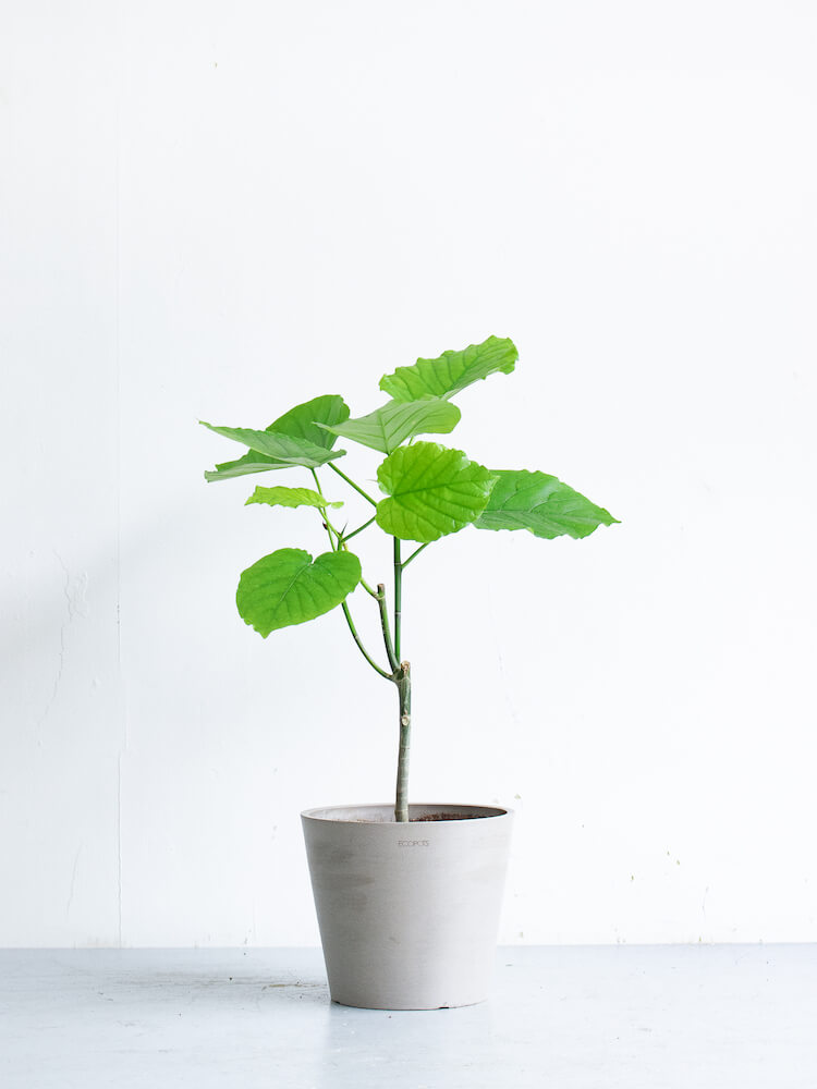 フィカス・ウンベラータ S