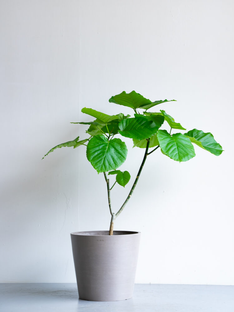 フィカス・ウンベラータ S