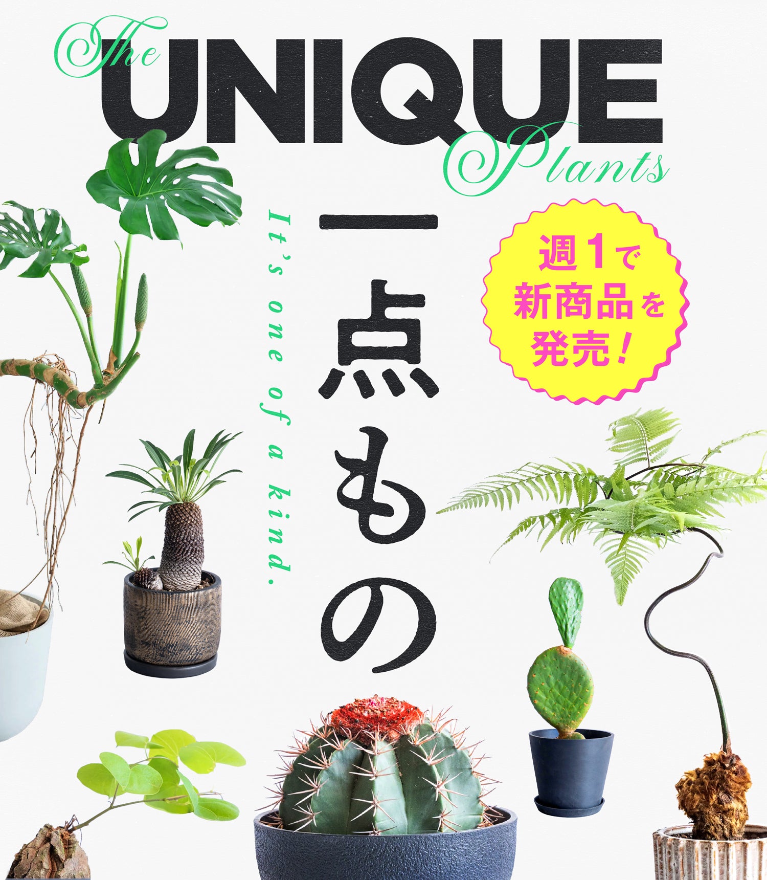 一点もの観葉植物