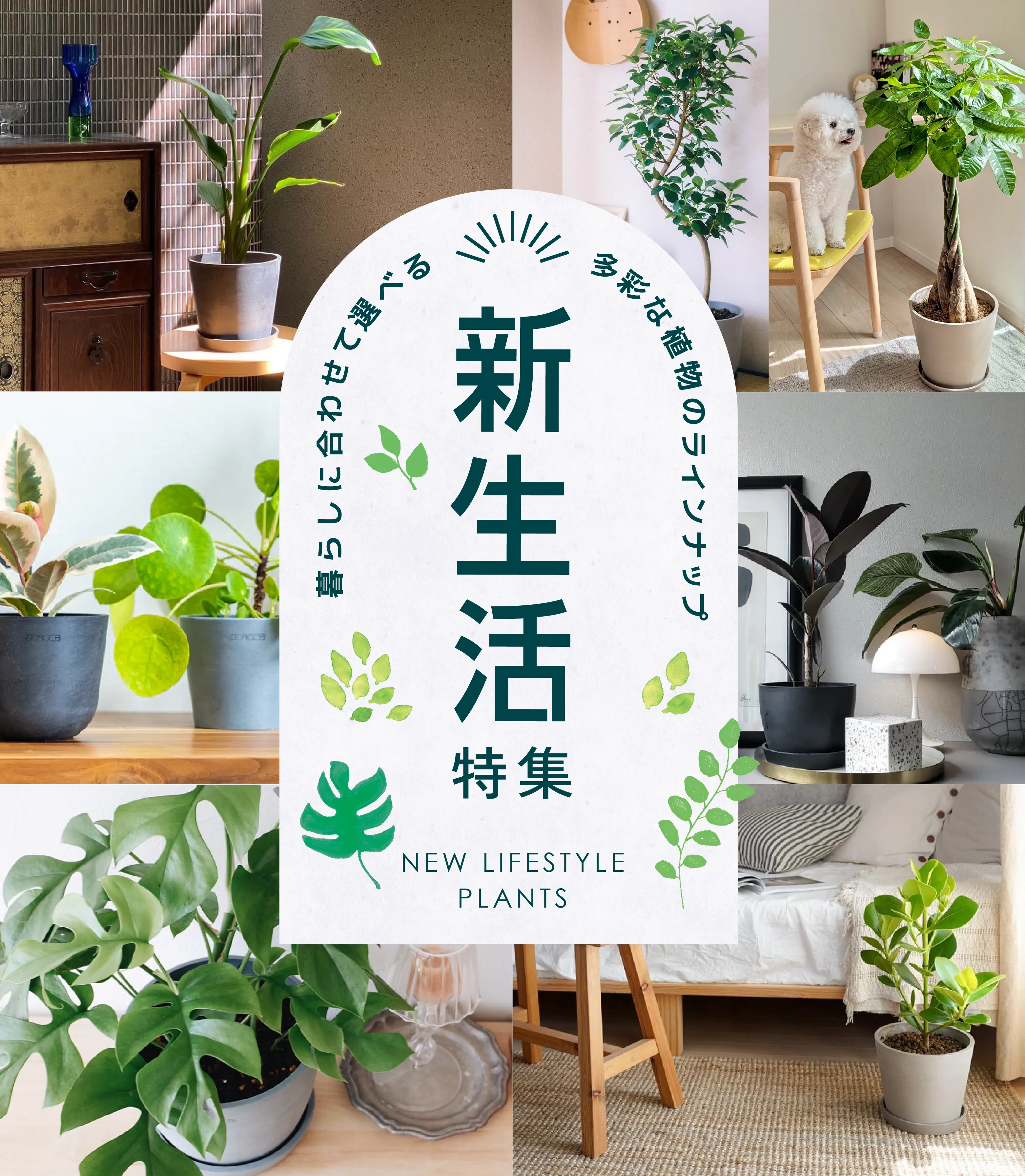 新生活におすすめの植物特集