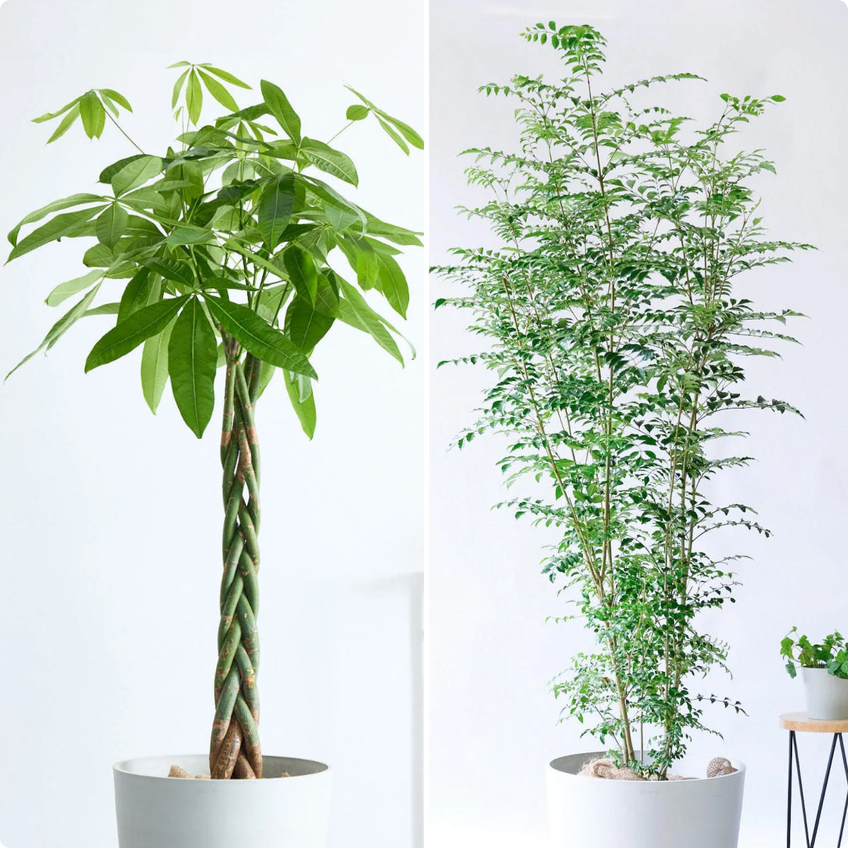 XLサイズの樹形選択が可能になりました！