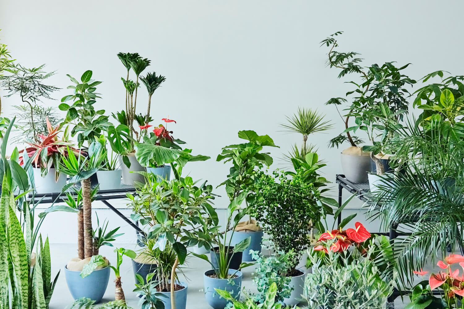 観葉植物ブランドAND PLANTS