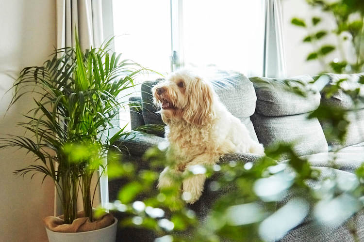 ペットにも安心の植物もございます | 観葉植物ブランドAND PLANTS