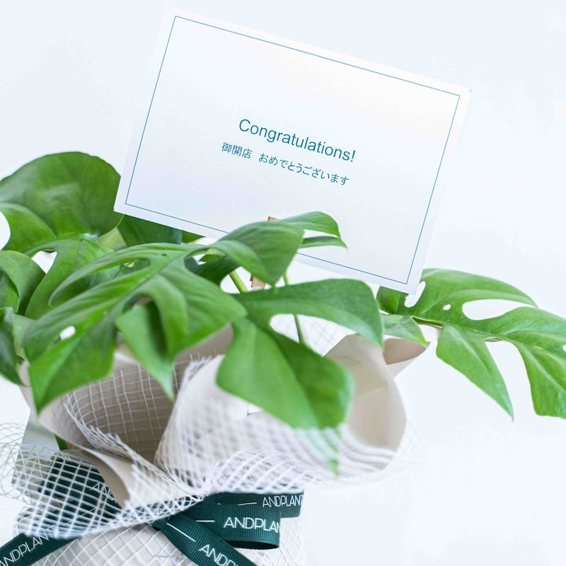 植物用ギフトラッピング