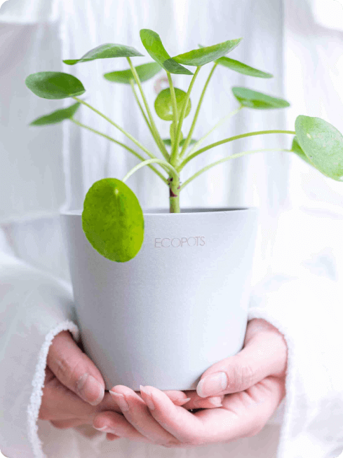 鉢カバー・植木鉢