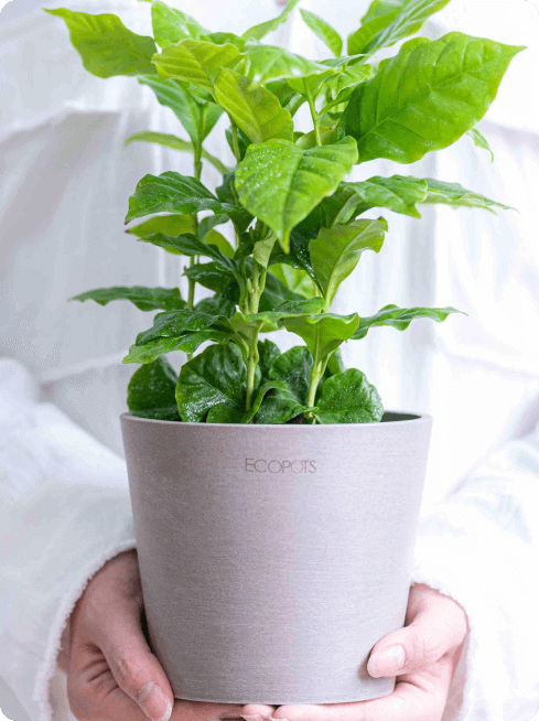 鉢カバー・植木鉢